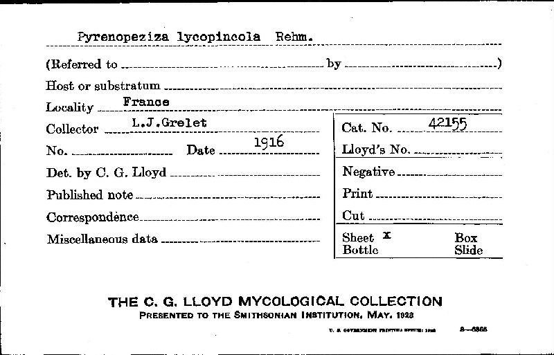 Pyrenopeziza lycopincola image