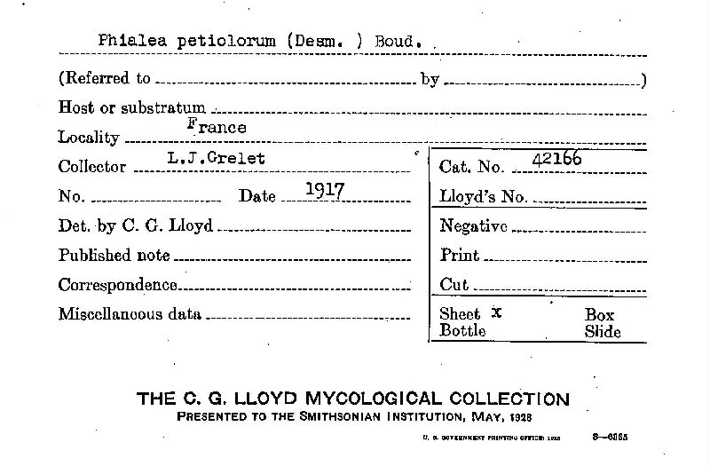 Rutstroemia petiolorum image