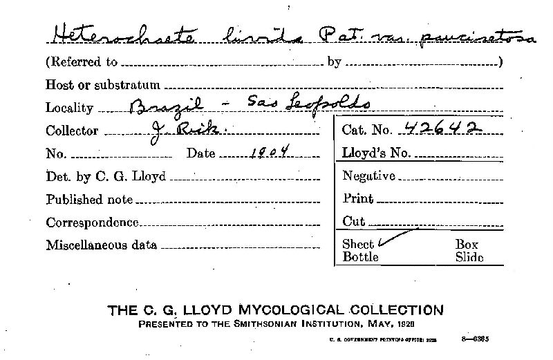 Heterochaete livida image