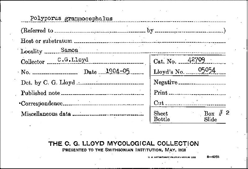 Polyporus grammocephalus image