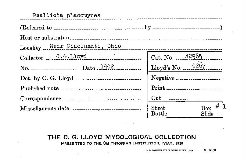 Agaricus placomyces var. placomyces image