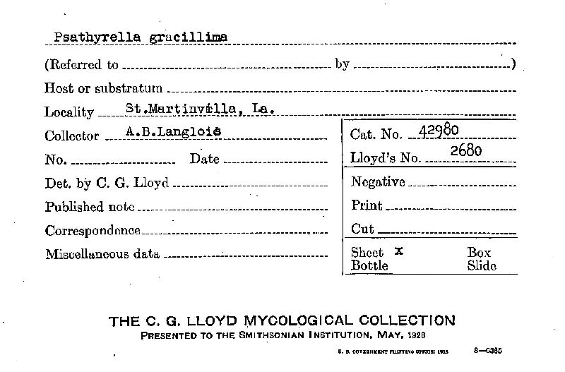 Psathyrella gracillima image