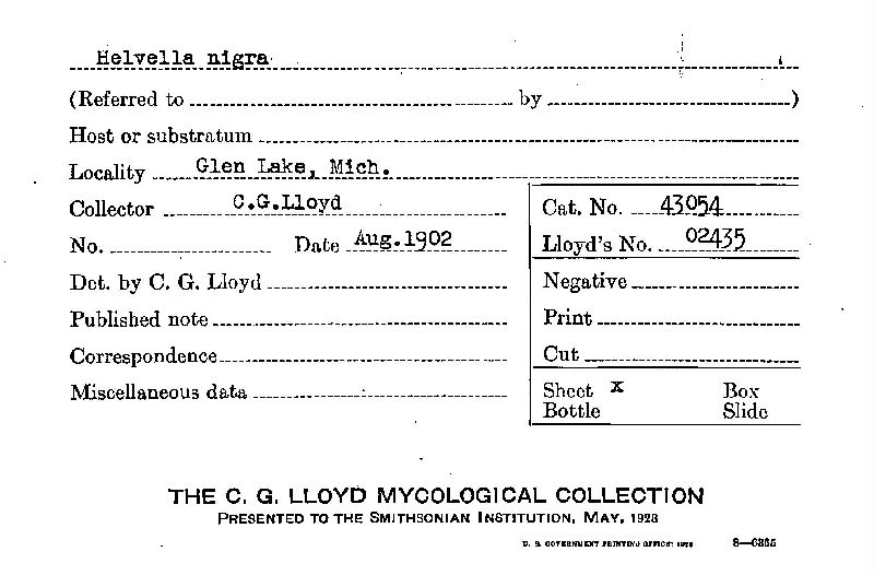 Helvella nigra image