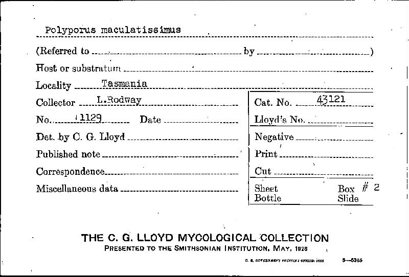 Polyporus udus image