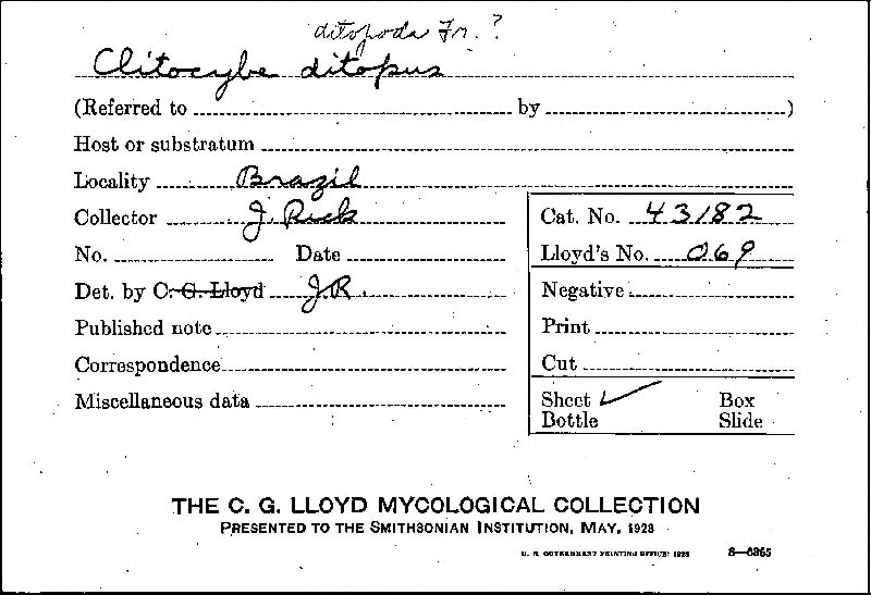 Clitocybe ditopus image