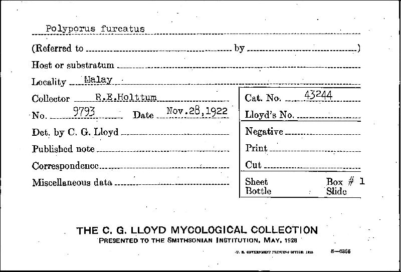 Polyporus furcatus image