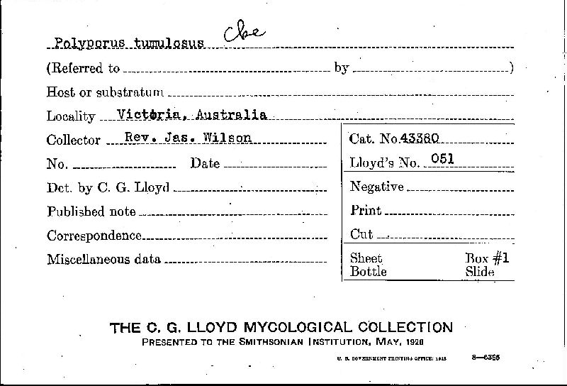 Laccocephalum tumulosum image