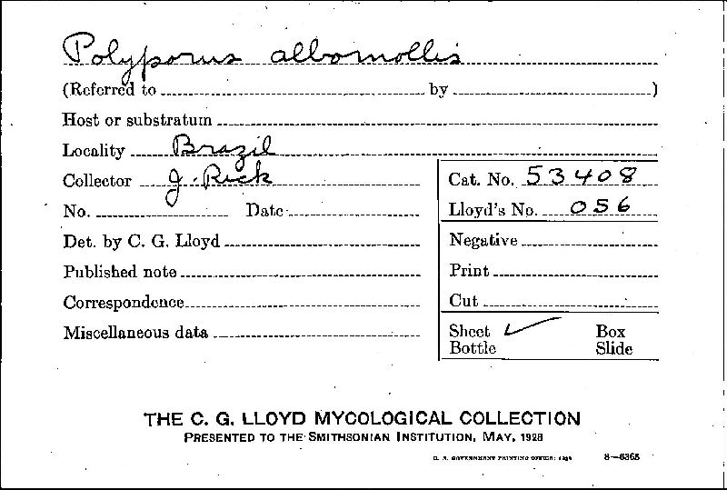 Coniophora matsuzawae image