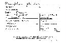 Tubulicrinis gracillimus image