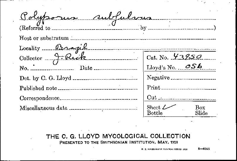 Polyporus subfulvus image
