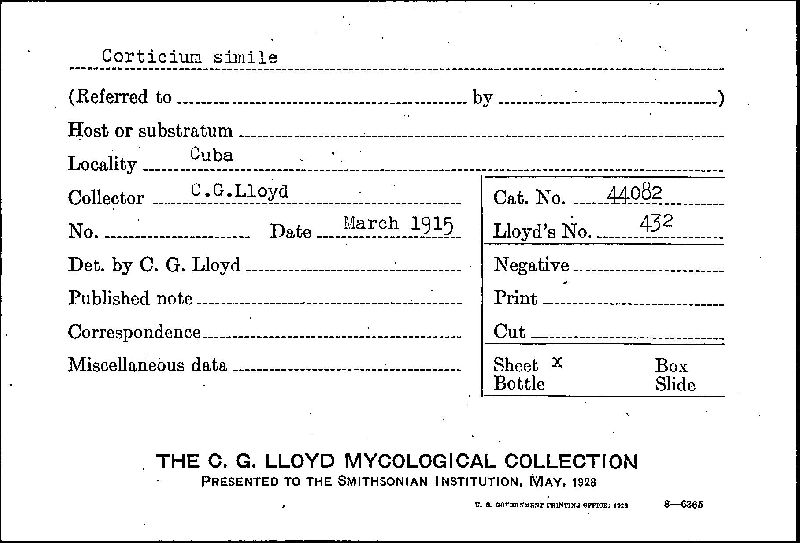 Corticium simile image