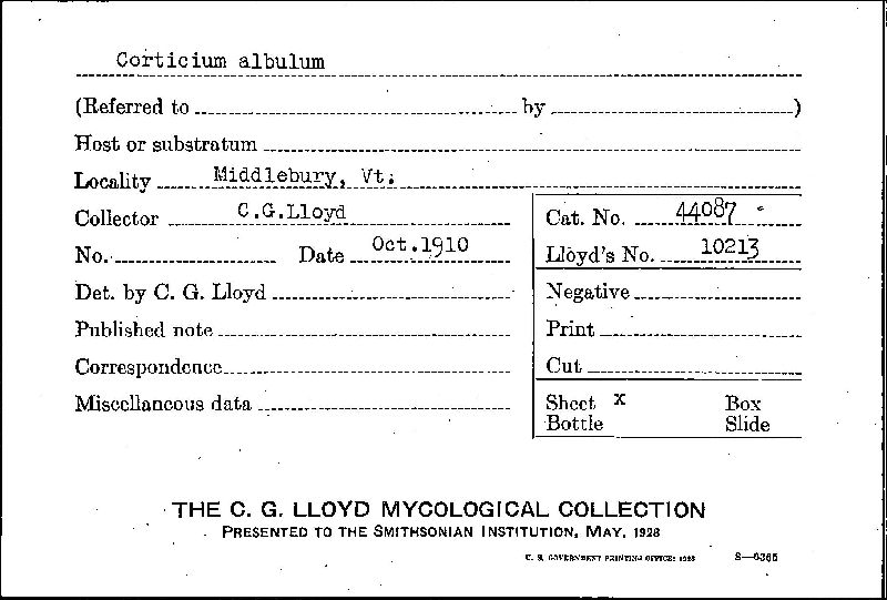 Corticium albulum image