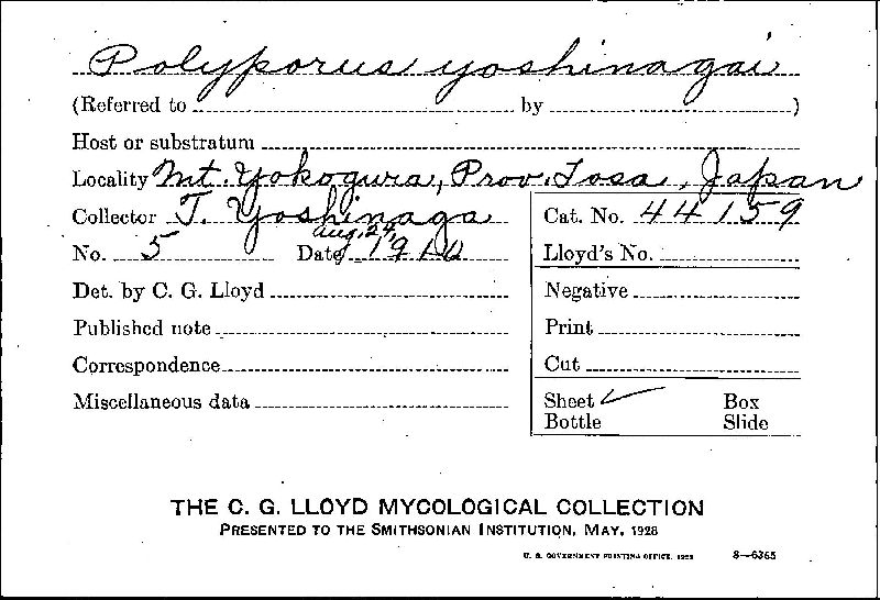 Polyporus yoshinagai image