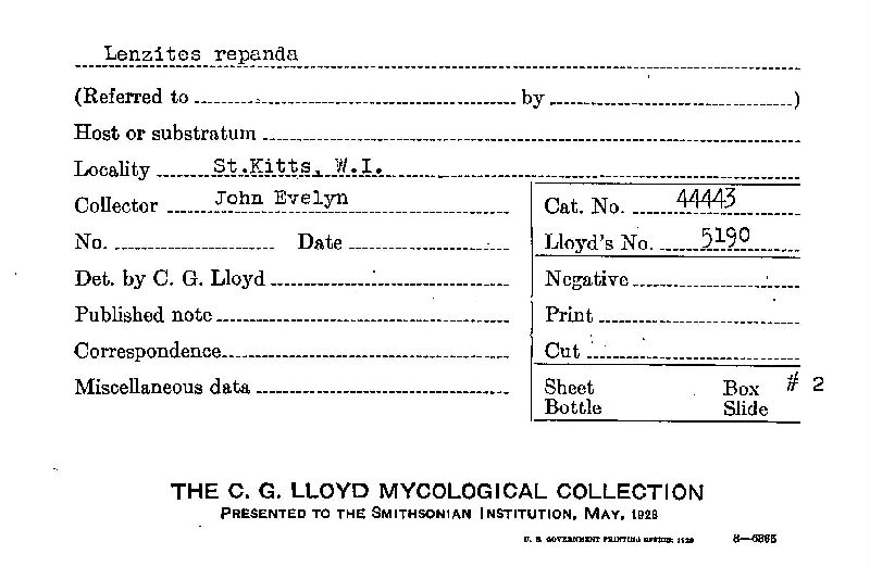 Lenzites repanda image