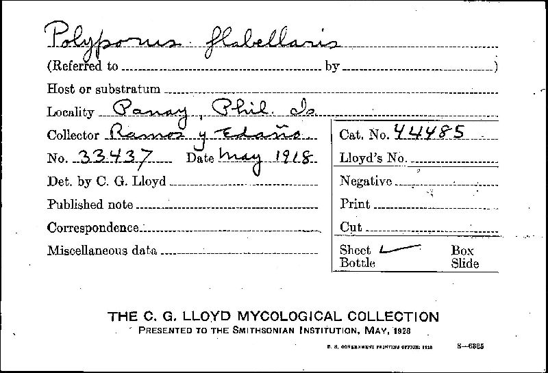 Polyporus flabellaris image