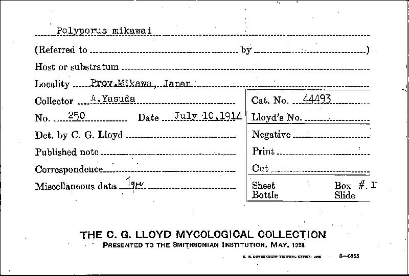 Polyporus mikawai image