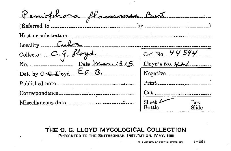 Peniophora flammea image