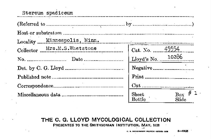 Porostereum spadiceum image