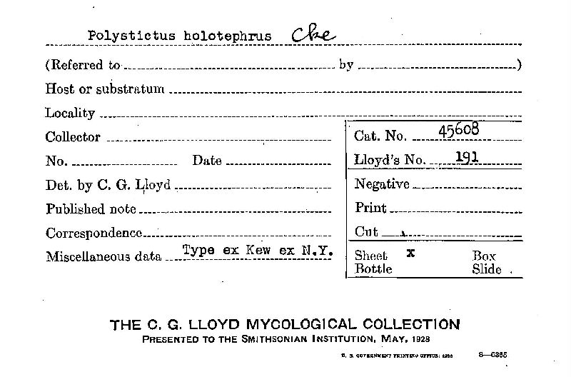 Polystictus holotephrus image