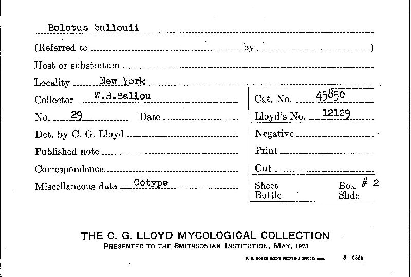 Boletus ballouii image