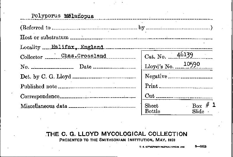 Polyporus guianensis image