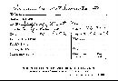 Amanita cothurnata image