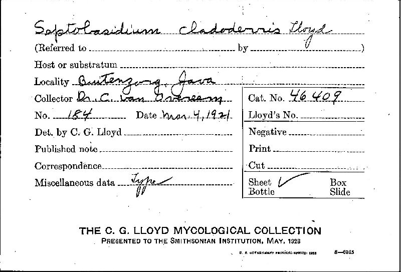 Septobasidium cladoderris image