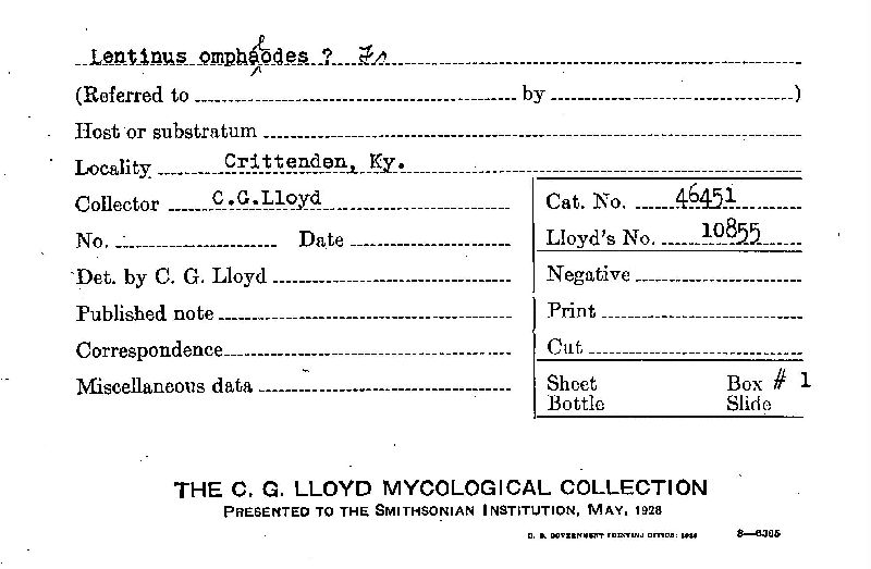Lentinus omphalodes image