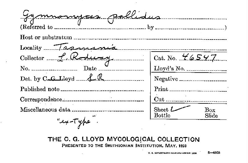 Gymnomyces pallidus image