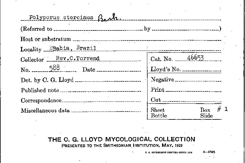 Flaviporus liebmannii image