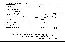 Microporellus obovatus image