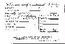 Corticium confine image