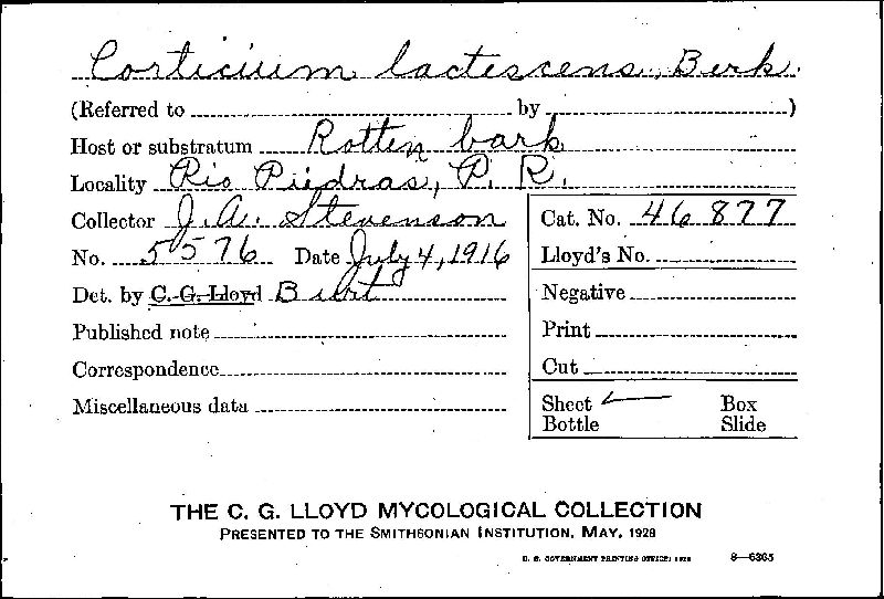 Gloiothele lactescens image