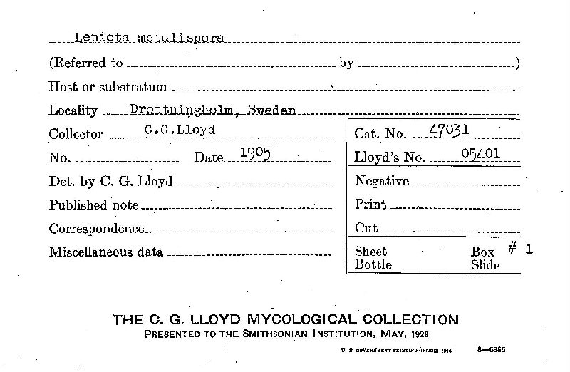 Lepiota metulispora image