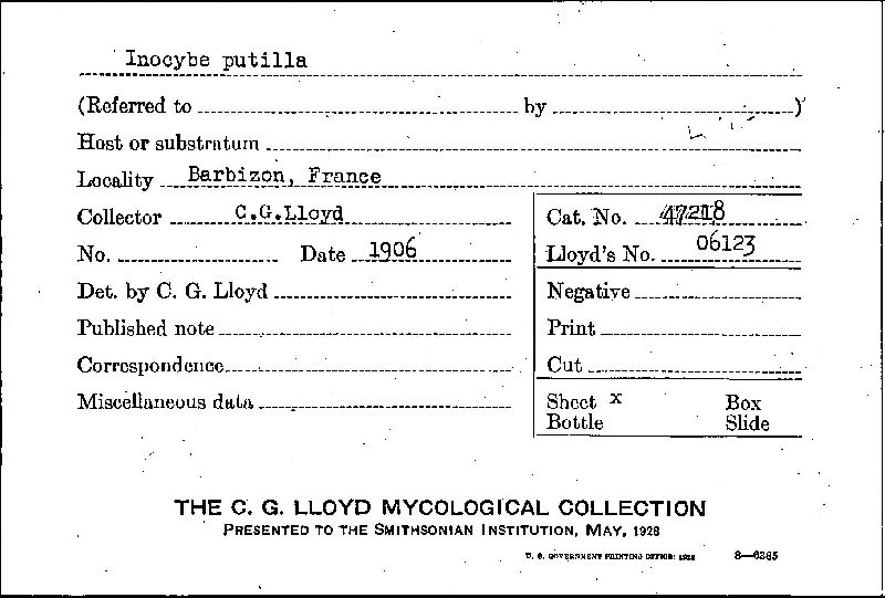 Inocybe putilla image