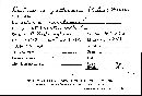 Dichostereum pallescens image