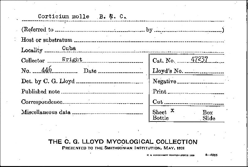 Amylocorticiellum molle image