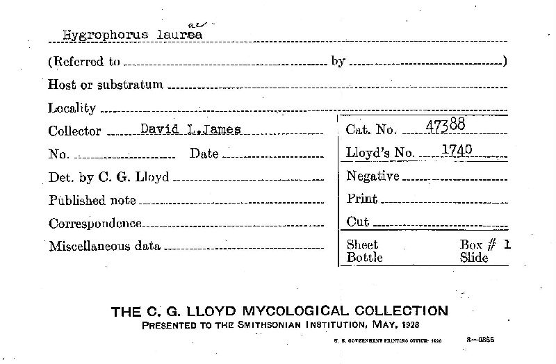 Hygrophorus laurae image