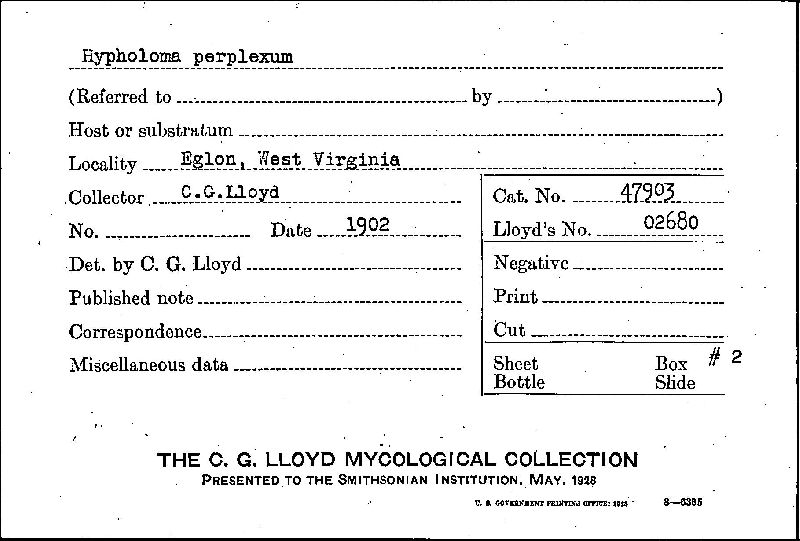 Hypholoma perplexum image