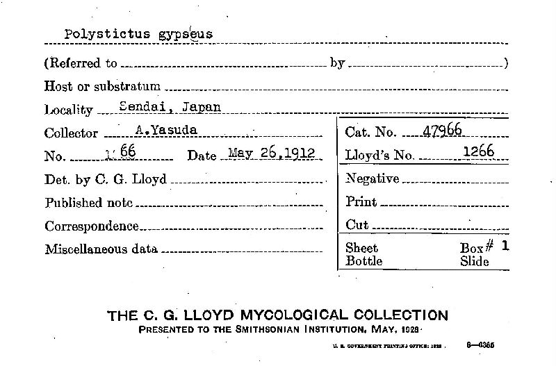 Polystictus gypseus image