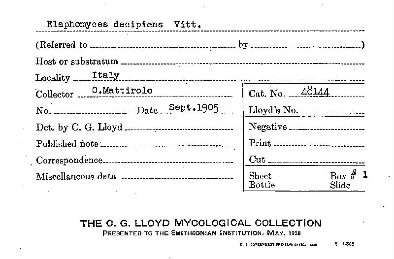 Elaphomyces decipiens image