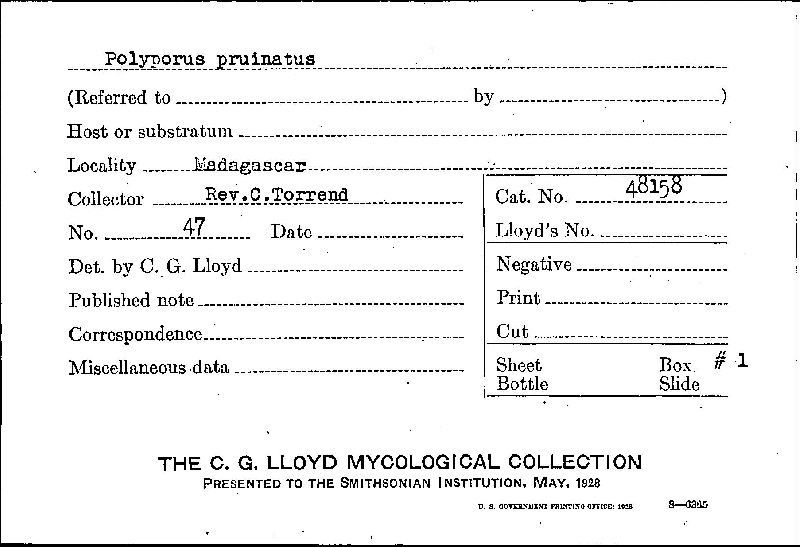 Polyporus pruinatus image