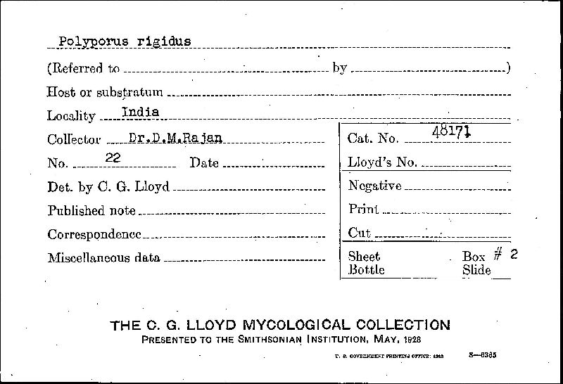 Polyporus rigidus image