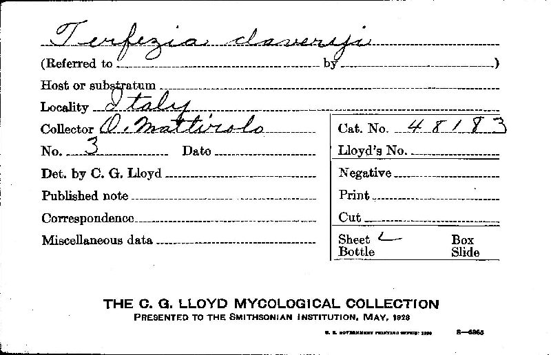 Terfezia claveryi image