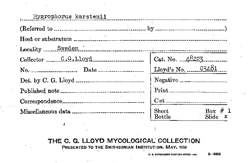 Hygrophorus karstenii image