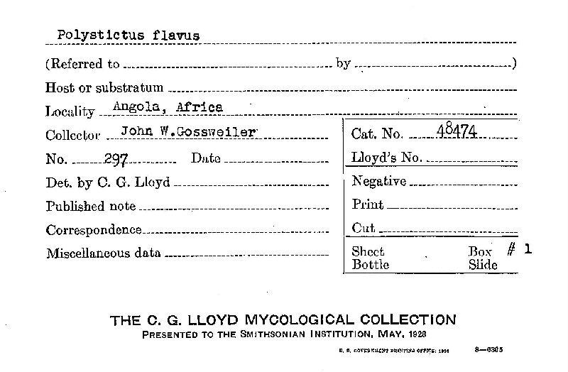 Polystictus flavus image