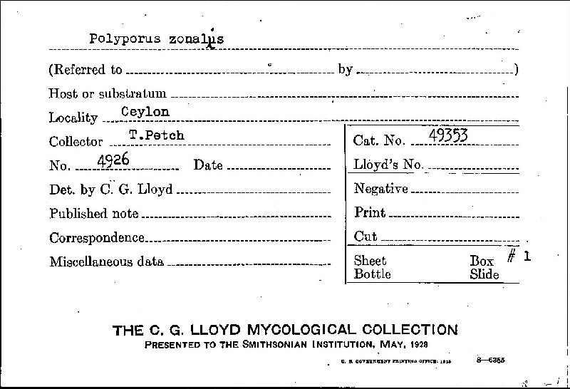 Rigidoporus lineatus image