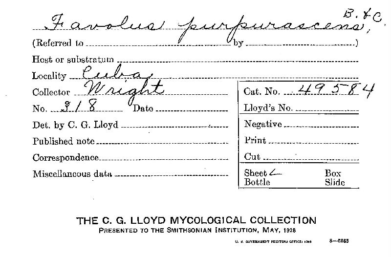 Favolus purpurascens image