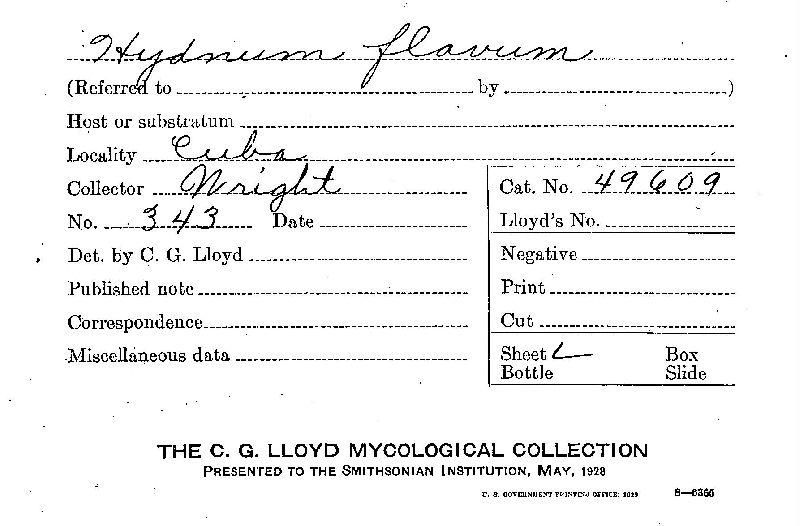 Hydnum flavum image