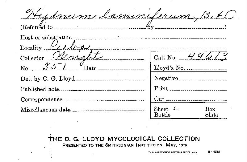 Cystostereaceae image